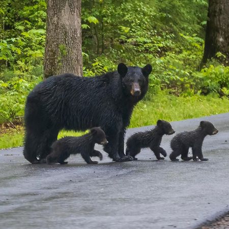 Smoky Bear Lodge With Guest House, Hot Tub, 1089 Free Tickets Each Paid Day, Dollywood And More 세비어빌 외부 사진
